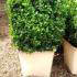 Buxus Square Cubes - Boxwood Topiary Squares 