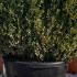 Buxus Square Cubes 70 cm buy online UK.