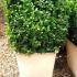 Buxus Square Cubes - Boxwood Topiary Squares