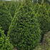buxusc 1-1.2 m buy online UK.