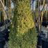 Buxus Topiary Box Cones 1.2-1.3 m buy online UK.