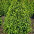 buxusc 1.2-1.4 m buy online UK.