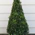 Buxus Topiary Box Cones 70-80 cm buy online UK.