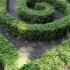 Buxus Sempervirens, Buxus Box, Evergreen shrubs, Paramount Plants and Gardens. In store & Online. 