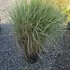 calaxacutkarlfoerster 60-80 cm buy online UK.