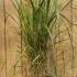 Calamagrostis Brachytricha Korean Feather Reed Grass 10-20 cm buy online UK.