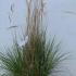 Calamagrostis X Acutiflora Karl Foerster 60-80 cm buy online UK.