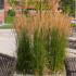 Calamagrostis X Acutiflora Karl Foerster - Feather Reed Grass