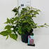 cbp 50-60 cm buy online UK.