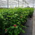cbp 1.25-1.5 m buy online UK.