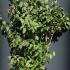 Callicarpa Bodinieri Profusion - Beautyberry 1.75-2 m buy online UK.