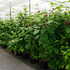 cbp 1.5-1.75 m buy online UK.