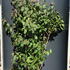 cbp 1.5-1.75 m buy online UK.