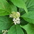 Callicarpa Bodinieri Magical Snowqueen Beautyberry