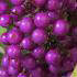 Callicarpa Profusion trained as a climber, pretty lilac flowers and bright purple berries, for sale online UK delivery