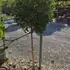 cclb 1.3-1.5 m buy online UK.