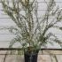 Callistemon Citrinus Lemon Bottlebrush 80-100 cm buy online UK.