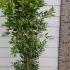 Callistemon Citrinus Lemon Bottlebrush 1-1.25 m buy online UK.