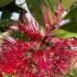 Callistemon Full Standard Bottle Brush Tree with bright pink flower spikes and slender green foliage
