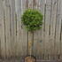 cl 1.3-1.4 m buy online UK.