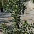 Callistemon Laevis 80-100 cm buy online UK.