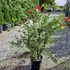cl 80-100 cm buy online UK.