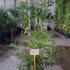 Callistemon Laevis 60-80 cm buy online UK.
