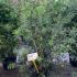 Callistemon Laevis 1-1.25 m buy online UK.