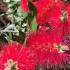 Callistemon Laevis Scarlet is commonly known as Bottlebrush or Callistemon Rugulosus. Flowering shrubs buy UK.