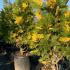 Calocedrus Decurrens Aureovariegata 1.5-1.75 m buy online UK.