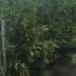 Calocedrus Decurrens, known as the Incense Cedar Tree or White Cedar, for sale UK delivery.