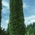 Calocedrus Decurrens, known as the Incense Cedar Tree or White Cedar, for sale UK delivery.