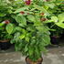 cfa 1-1.25 m buy online UK.