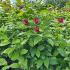 Calycanthus Floridus Aphrodite 1-1.25 m buy online UK.