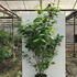 cfa 2-2.5 m buy online UK.