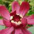 Calycanthus Floridus Aphrodite or Sweetshrub is a highly fragrant and pretty flowering shrub. Buy online UK delivery