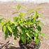 Calycanthus Praecox Wintersweet 20-40 cm buy online UK.