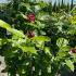Calycanthus Sweetshrub Hartlage Wine 1-1.25 m buy online UK.