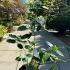 Calycanthus Venus - Carolina Allspice 30-40 cm buy online UK.