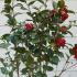 Camellia Japonica Dr. Burnside is an elegant evergreen shrub known for its large, deep red blooms with a subtle fragrance, adding a touch of classic beauty to gardens throughout the year.