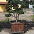 Camelia Sasanqua Pink - 8430 Mature Camelia Sasanqua Cloud Tree £15000