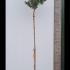 Camellia Adolphe Audusson Full Standard Tree 3 m buy online UK.
