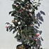 camelliangelco 1-1.2 m buy online UK.