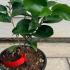 Camellia Angela Cocchi 20-30 cm buy online UK.