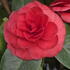 Dark red Camellia Black Lace in full bloom with lush foliage