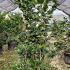 Camellia Black Lace 1.5-1.75 m buy online UK.