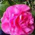 Camellia Japonica Debbie, Flowering Shrubs to buy online, UK