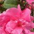 Camellia Japonica Debbie is a graceful evergreen shrub with large, soft pink flowers and dark green leaves, creating a beautiful contrast and adding charm to gardens year-round.