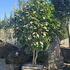Camellia Dr. Clifford Parks 0001 - £1500