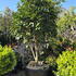 Camellia Dr. Clifford Parks 0006 - £1500
